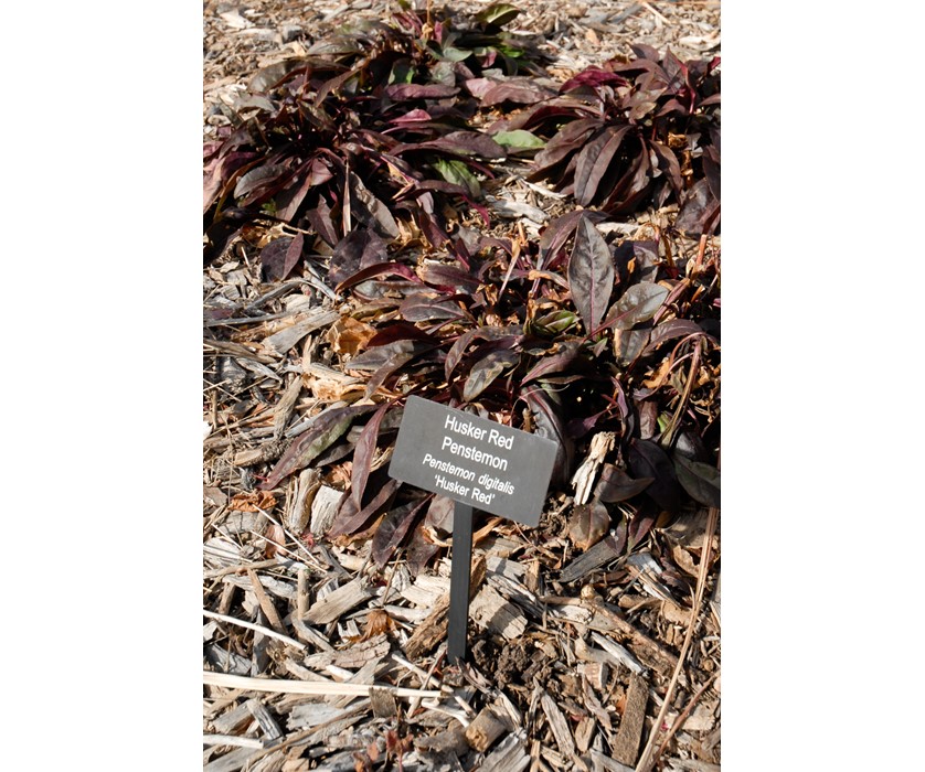 Husker Red Penstemon